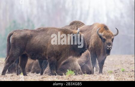 Gamme libre européenne Bison femelle en hiver avec mâle en arrière-plan, forêt de Bialowieza, Pologne, Europe Banque D'Images