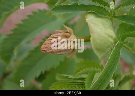 Melianthus Bud Majeur Banque D'Images