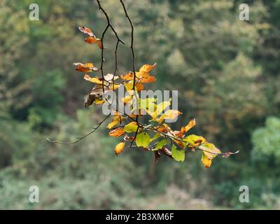 Feuilles de hêtre sur branche d'arbre en automne. Banque D'Images