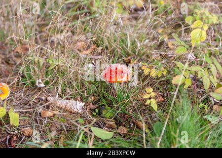 Toadstool dans la forêt entre Laub et Moss à Schoeneck dans le Vogtland en Saxe en automne. Banque D'Images