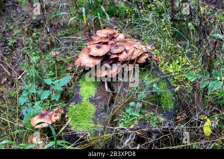 Dorer les champignons sur une forêt d'arbres morts de Schoeneck dans le Saxonien Vogtland en automne. Banque D'Images