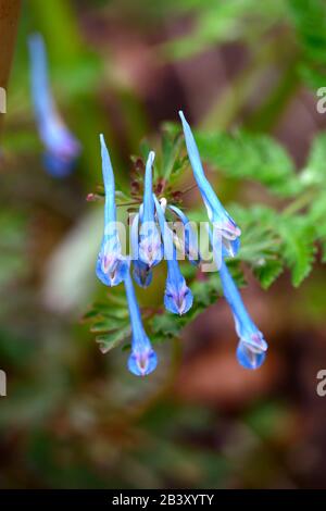 Corydalis curviflora var rosthornii Héron, feuillage gris-bleu,fern-comme des feuilles,fleurs bleu profond,fleurs,fleurs,Fleurs RM Banque D'Images