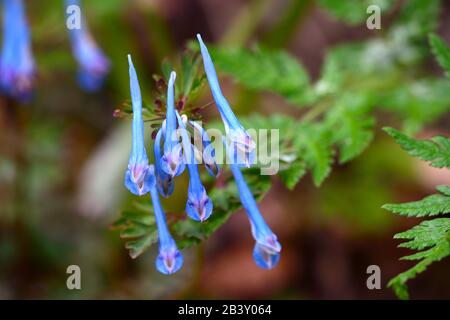 Corydalis curviflora var rosthornii Héron, feuillage gris-bleu,fern-comme des feuilles,fleurs bleu profond,fleurs,fleurs,Fleurs RM Banque D'Images