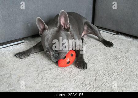 Mignonne bourdon français posée sur le sol dans un appartement modent et mastication de jouet rouge Banque D'Images