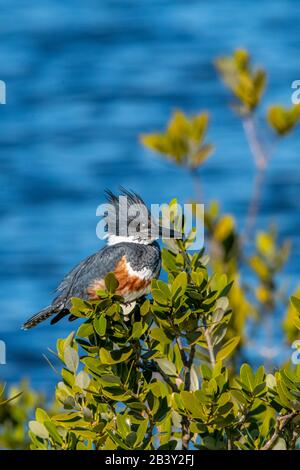 Une femme Belted Kingfisher (Megaceryle alcyon) perchée sur l'eau en Floride, aux États-Unis. Banque D'Images