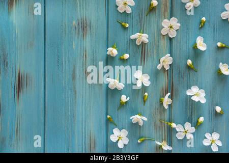 Fleurs de cerisier sur fond bleu en bois. Motif à ressort sur fond vieilli. Vue de dessus. Arrière-plan pour bannière, blog post. Banque D'Images