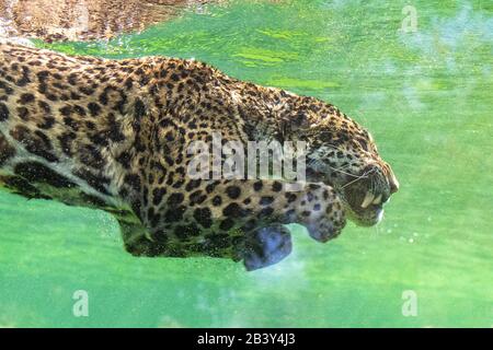 Jaguar plongée dans l'eau, bel animal Banque D'Images