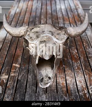 Crâne métallique d'un buffle placé sur un banc rustique en bois. Banque D'Images