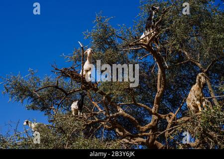 Image de chèvres montées sur un arbre au Maroc. Banque D'Images