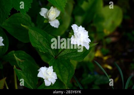 Trillium grandiflorum f polymérum Snowbunting,double fleur blanche,double forme,trilliums,wakerobin,wakerobins,fleur blanche,double,bois, Banque D'Images