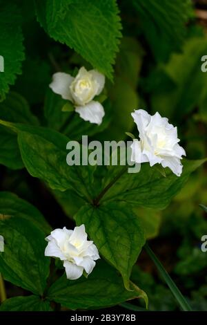 Trillium grandiflorum f polymérum Snowbunting,double fleur blanche,double forme,trilliums,wakerobin,wakerobins,fleur blanche,double,bois, Banque D'Images