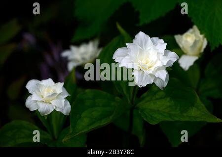 Trillium grandiflorum f polymérum Snowbunting,double fleur blanche,double forme,trilliums,wakerobin,wakerobins,fleur blanche,double,bois, Banque D'Images