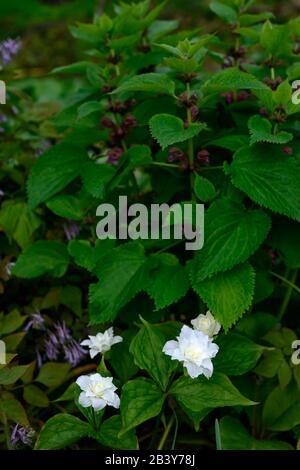 Trillium grandiflorum f polymérum Snowbunting,double fleur blanche,double forme,trilliums,wakerobin,wakerobins,fleur blanche,double,bois, Banque D'Images