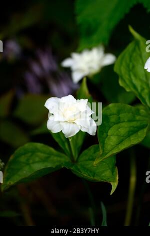 Trillium grandiflorum f polymérum Snowbunting,double fleur blanche,double forme,trilliums,wakerobin,wakerobins,fleur blanche,double,bois, Banque D'Images