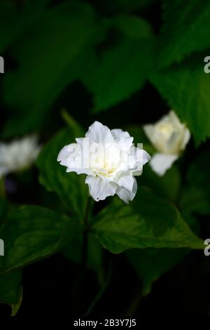 Trillium grandiflorum f polymérum Snowbunting,double fleur blanche,double forme,trilliums,wakerobin,wakerobins,fleur blanche,double,bois, Banque D'Images