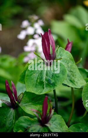Trillium kurabayashii,pourpre,rouge,fleur,fleurs,printemps,floraison,ombragé,ombragé,bois,boisés,bois,jardin,jardins,RM Floral Banque D'Images