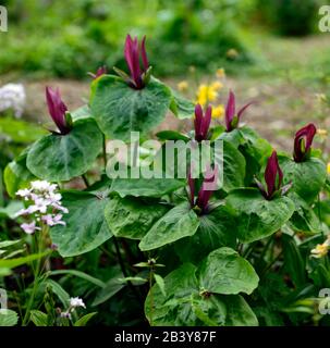 Trillium kurabayashii,pourpre,rouge,fleur,fleurs,rouge,fleur,ombre,ombre,ombragée,bois,boisé,bois,jardin,bois,jardins, Banque D'Images