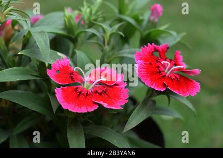 Fleur de Dianthus rose foncé Caryophyllaceae floraison entre les feuilles vertes dans le jardin Banque D'Images