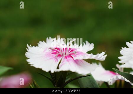 Fleur de Dianthus rose foncé Caryophyllaceae floraison entre les feuilles vertes dans le jardin Banque D'Images