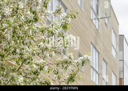 Arbres de printemps en fleurs devant un bâtiment moderne avec de grandes fenêtres. Banque D'Images