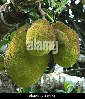 jack fruit dans un arbre Banque D'Images