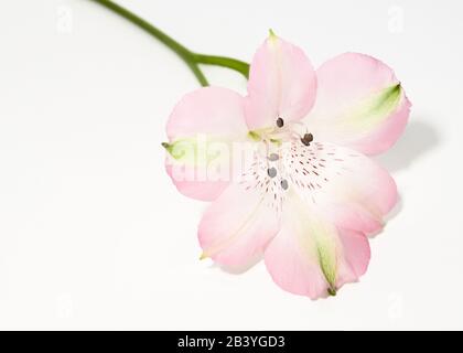 Gros plan sur Alstroemeria sur fond blanc. Banque D'Images