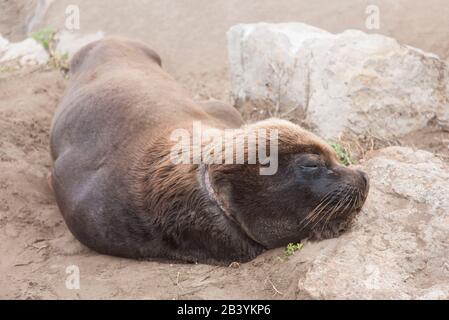 Lion de mer sud-américain, Otaria flavescens. Spécimen adulte avec une blessure au cou, qui repose sur la plage, dans la réserve du port de Mar del Pla Banque D'Images