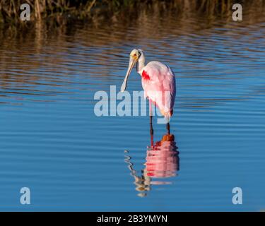 Un spoonbill roséé (platalea ajaja) est reflété dans l'eau en Floride, aux États-Unis. Banque D'Images