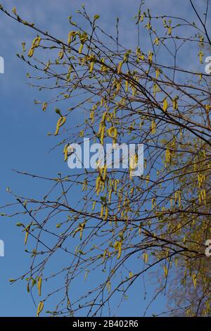 Cakins jaunes en boucle sur un arbre Hazel au printemps. Ludwell Valley Park, Exeter, Devon, Royaume-Uni. Banque D'Images