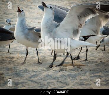 Troupeau de mouettes qui répandent des ailes et attrapent la chapelure sur la plage de Floride près de St. Augustine. Vue rapprochée des oiseaux, lumière du jour. Banque D'Images