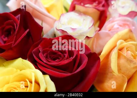 Un gros plan de différentes roses colorées dans un bouquet. Banque D'Images