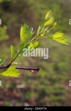 Feuilles d'aubépine de printemps frais rétroéclairées (Crataegus monogyna) lors d'une soirée ensoleillée. Ludwel Valley Park, Exeter, Devon, Royaume-Uni. Banque D'Images