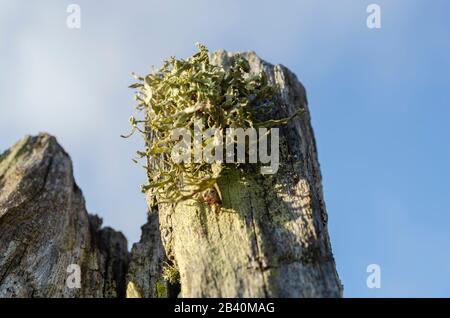 Cladonia Rangiferina Grandit À La Poste Banque D'Images