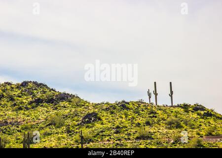 Trois Cactus Saguaro Sur Desert Hilltop Banque D'Images