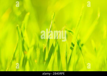 Herbe verte fraîche dans un champ ensoleillé. Photo macro. Banque D'Images