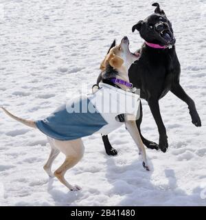 Deux chiens jouant dans un parc de chiens le jour ensoleillé de l'hiver. Banque D'Images