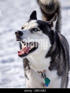 Tête d'un Husky aux yeux bleus. Fond de neige. Portrait rogné. Banque D'Images