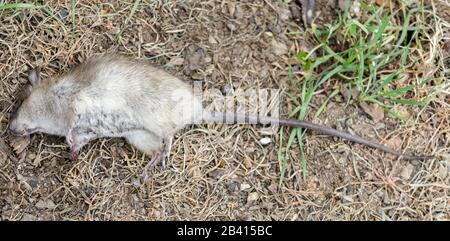 Rat Toit Mort Banque D'Images