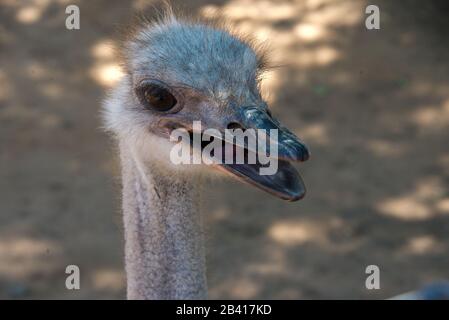 portrait de l'autruche sur la ferme d'autruches à oudtshoorn, afrique du sud Banque D'Images