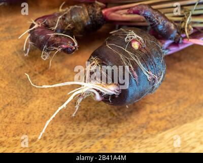 Les carottes violettes à l'ancienne ont été surcultivées Banque D'Images