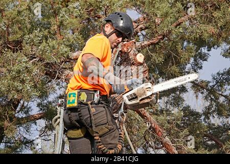 Une tondeuse pour arbres qui travaille pour un service d'enlèvement d'arbres utilise une tronçonneuse pour couper ce grand arbre de genévrier occidental dans une maison résidentielle de Bend, Oregon. Banque D'Images