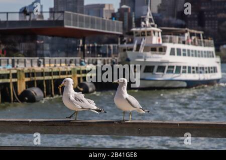 New York, NEW YORK, ESTADOS UNIDOS. 5 mars 2020. Nova YORK, EUA, 05.03.2020.- TURISMO-EUA - Passaros sao vistos no Pier 17 em Nova York. Crédit: Vanessa Carvalho/Zuma Wire/Alay Live News Banque D'Images