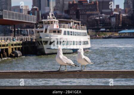 New York, NEW YORK, ESTADOS UNIDOS. 5 mars 2020. Nova YORK, EUA, 05.03.2020.- TURISMO-EUA - Passaros sao vistos no Pier 17 em Nova York. Crédit: Vanessa Carvalho/Zuma Wire/Alay Live News Banque D'Images