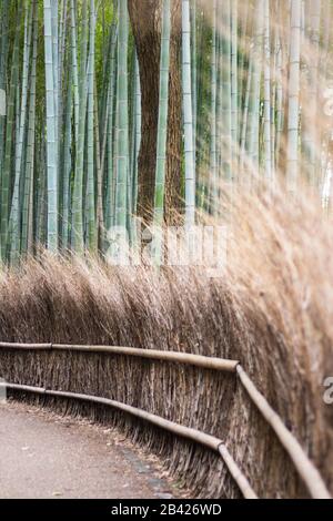 Belle marge de la forêt de bambou d'Arashiyama Banque D'Images