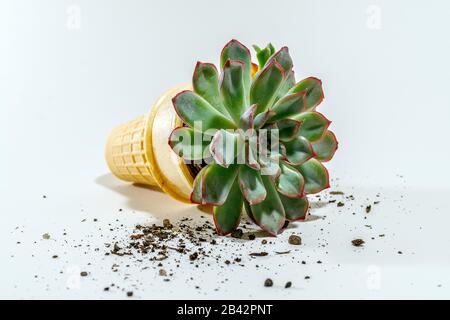 La plante suce d'Echeveria verte est enrobée de cône de glace de gaufre Banque D'Images