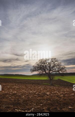 Un arbre sur un champ sans feuilles Banque D'Images