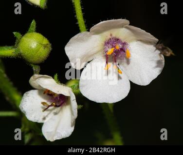 Gros plan de fleurs blanches d'une fleur sauvage de Moth Mullein (Verbascum blattaria) avec un fond noir Banque D'Images