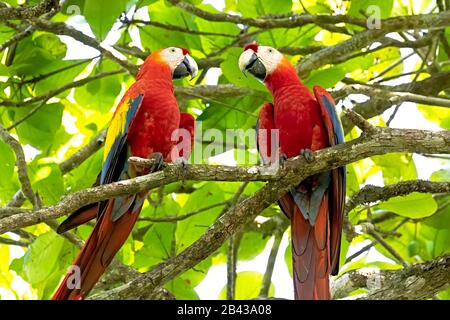 Deux magnifiques Macaws de Scarlet (Ara macao) perchés dans un arbre à côté de la rivière Sierpe sur la péninsule d'Osa au Costa Rica. Banque D'Images