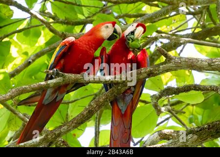 Deux magnifiques Macaws de Scarlet (Ara macao) perchés dans un arbre à côté de la rivière Sierpe sur la péninsule d'Osa au Costa Rica. Banque D'Images