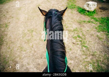 Vue sur la tête d'un cheval brun Banque D'Images